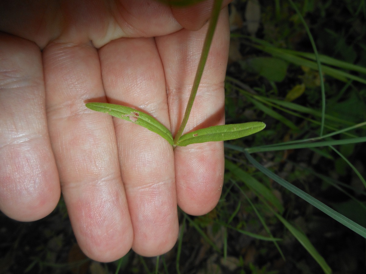 Valerianella dentata (L.) Pollich / Gallinella dentata